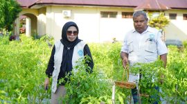 Panen perdana cabai di Kebun Percontohan TP PKK di halaman Kantor BPP Kecamatan Tidore, Kelurahan Cobodoe, Kota Tidore Kepulauan. (Istimewa)
