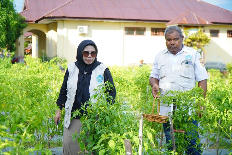 Panen perdana cabai di Kebun Percontohan TP PKK di halaman Kantor BPP Kecamatan Tidore, Kelurahan Cobodoe, Kota Tidore Kepulauan. (Istimewa)
