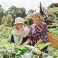Hasil Kebun Kelompok Wanita Tani Binaan Harita Nickel (Dokumentasi: Istimewa)